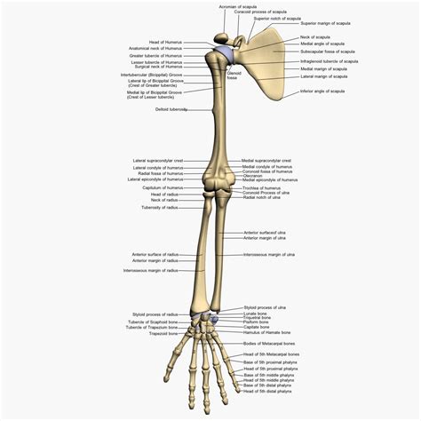 Labeled Arm Diagram