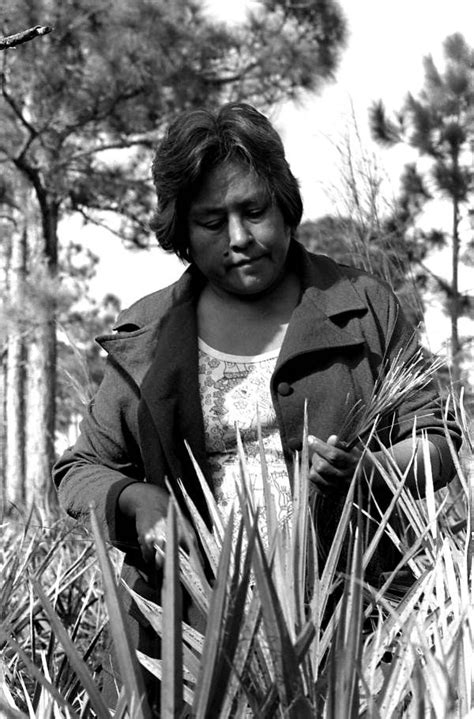 Margaret Cypress gathering sweetgrass for baskets. (1984) | Florida Memory | Native american ...