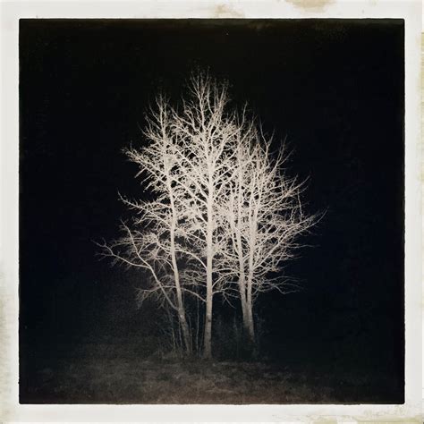 NIGHT TREE - Minimalist Photography Awards