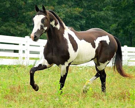 Overo Paint quarter horse gelding. The other side. photo: Mark Barrett. | Horses, American paint ...