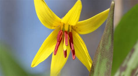 Trout Lily - Grand Traverse Regional Land Conservancy : Grand Traverse ...