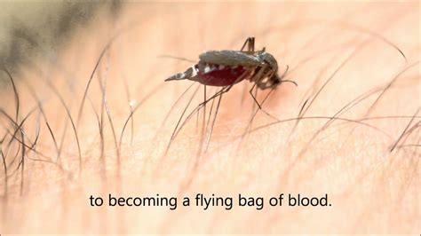 Mosquito Drinking Blood - YouTube