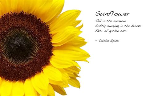 Sunflower Poems