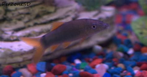 Freshwater Tropical Fish: Redtail Botia Loach (Blue Botia)