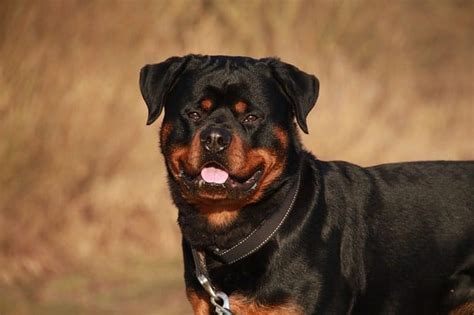 5 Radiant Rottweiler Colors - Standard & "Rare" Colors