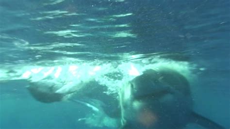 Great White Shark Attack - YouTube