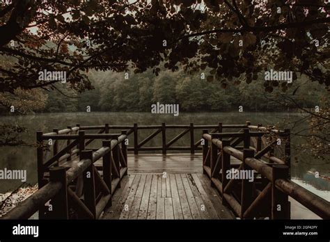 Beautiful forest landscape with wooden bridge Stock Photo - Alamy