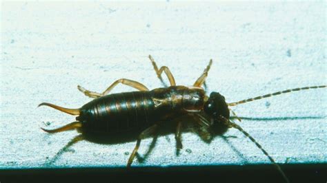 What You Need to Know About Pincher Bugs - Professional Pest Control ...