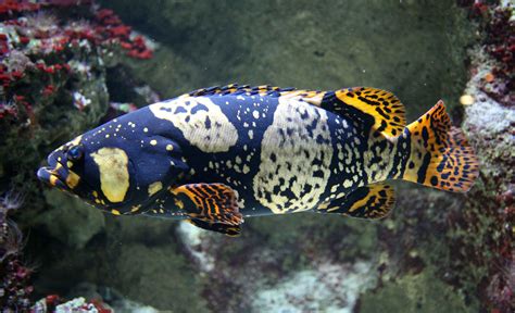 Epinephelus lanceolatus young - Giant grouper - Wikipedia Weird Creatures, Ocean Creatures ...