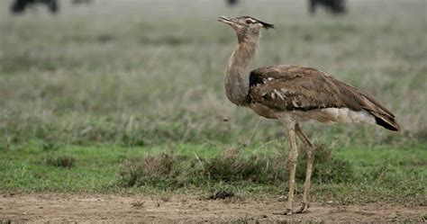 Birds of Serengeti National Park - Tanzania