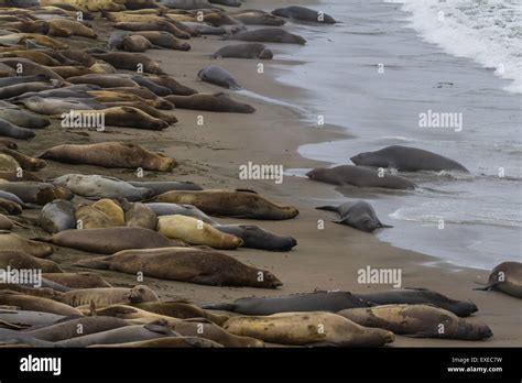 Grupo de elefantes marinos a la orilla de la playa de Piedras Blancas, en el sur de Big Sur ...