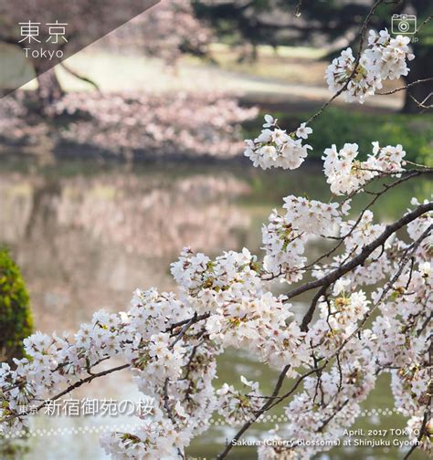 Cherry Blossoms of Shinjuku Gyoen (新宿御苑) | picspo