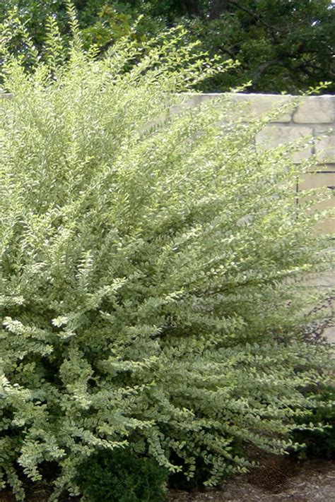 Buy Variegated Privet Ligustrum For Sale Online From Wilson Bros Gardens