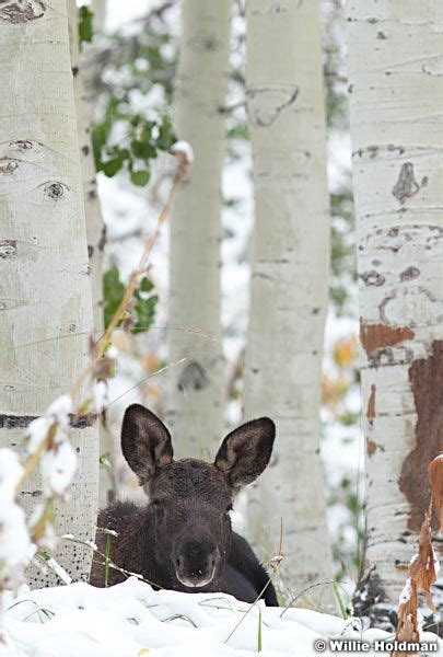 Baby calf moose framed in aspen trees in winter | Moose pictures, Moose deer, Moose