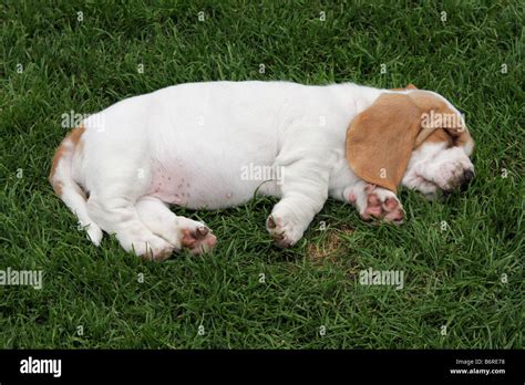 sleeping basset hound puppy Stock Photo - Alamy