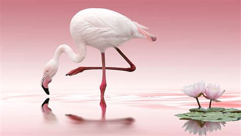 Pink Flamingo, water, Birds, flamingo, pink, graphy, nature HD ...