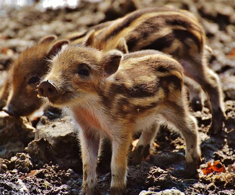 Animals That Look Like Pigs