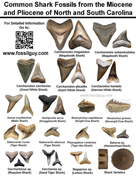 Florida Fossil Identification Chart