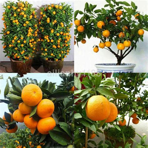 Edible Dwarf Orange Mandarin Tree Garden Fruit Flores Bonsai - Etsy