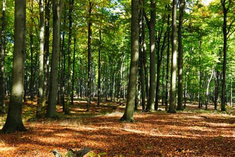 ¿Qué es el Ecosistema Forestal? Características ️ Postposmo | Postposmo