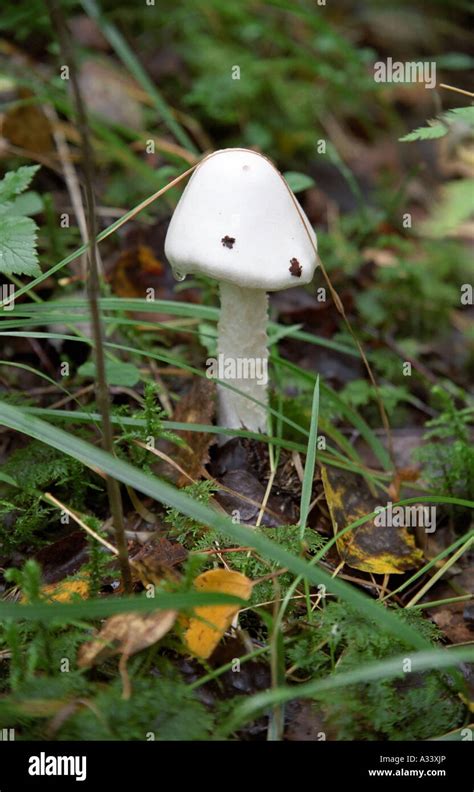 Destroying Angel Mushroom Stock Photo - Alamy