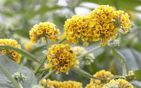 Butterfly Bush: Varieties with Pictures, & How to Care for It