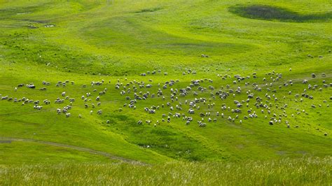 Inner Mongolia sees record high vegetation coverage for grasslands - CGTN