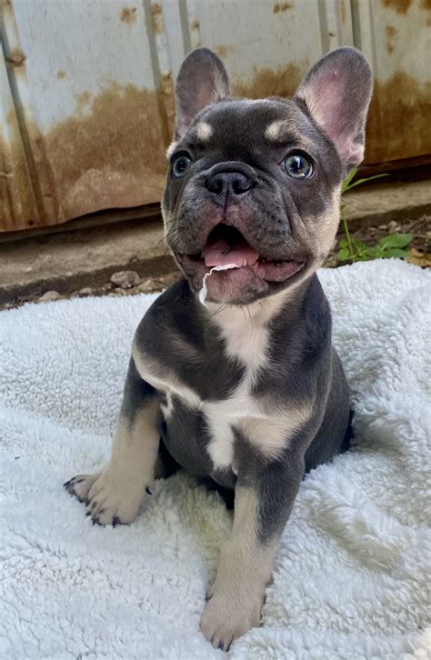 Blue and Tan French Bulldog (Puppies For Sale) - Wild Blue French Bulldogs