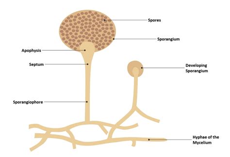 Plant Reproduction and Life Cycle Study Guide - Inspirit