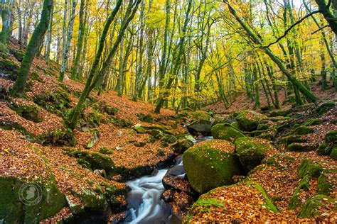 An Irish Woodland in Autumn