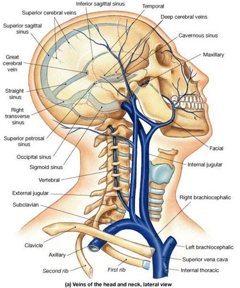 Pin on Anatomy