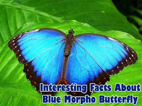 Blue Morpho Butterfly Caterpillar