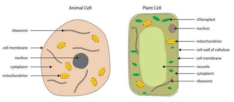 Image result for plant and animal cell diagram | Plant and animal cells ...