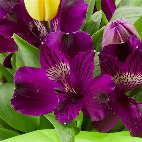 Purple Alstroemeria - Florabundance Wholesale Flowers