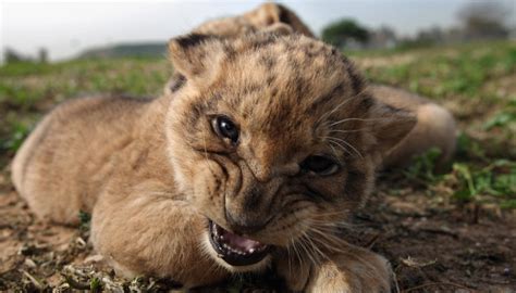 Information on Baby Lions | Sciencing