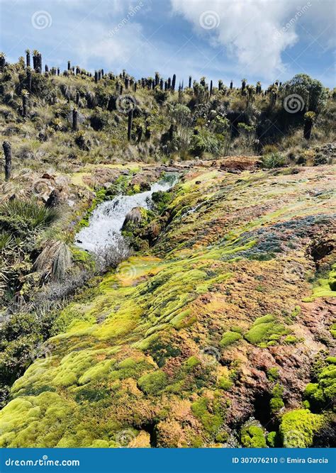 Stream of Water of the Nevado Del Ruiz, at National Park Los Nevados in ...