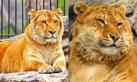 Impressive Hybrid Of a Lion And a Tiger! | What You Should Know About ...