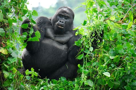 The Buhoma sector gorilla trekking safari experience in Bwindi Impenetrable National Park Uganda ...