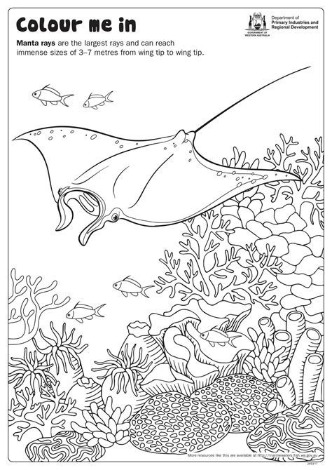 Fishy Fun Sheet: Manta Ray - Colour In • Department of Primary ...