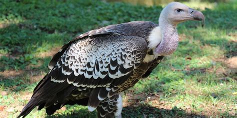 Ruppell's griffon vulture | Smithsonian's National Zoo