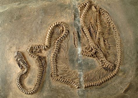 Fossil snake with infrared vision: Early evolution of snakes in the Messel Pit examined