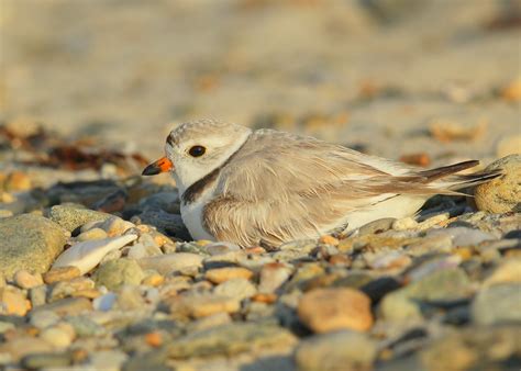 PIPING PLOVER ON NEST – Falmouth Birds