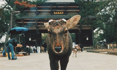 Deer at Todaiji Temple in Nara Japan - Photorator