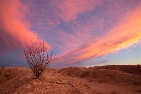 Ocotillo Skies Photograph by Peter Tellone - Fine Art America