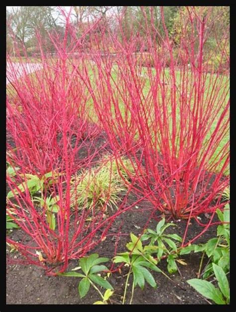 NEW Coral Red Dogwood Live Fast Growing Tree Shrub Plant SPRING ...