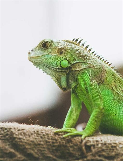 La iguana como mascota - Enmicasa.com.