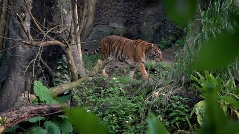 Tiger walking in habitat image - Free stock photo - Public Domain photo - CC0 Images