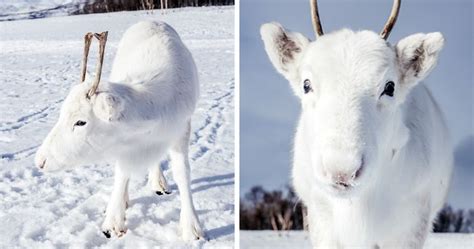 Photographer Captures Extremely Rare White Baby Reindeer While Hiking ...