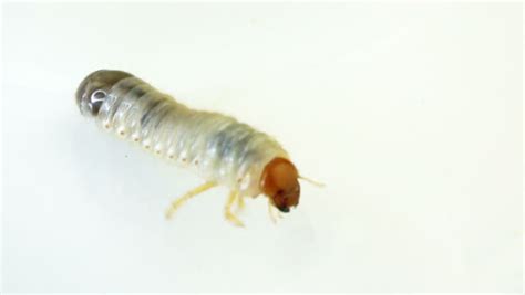 Close Up Shot Of A June Bug Larvae Crawling With Isolated Background ...