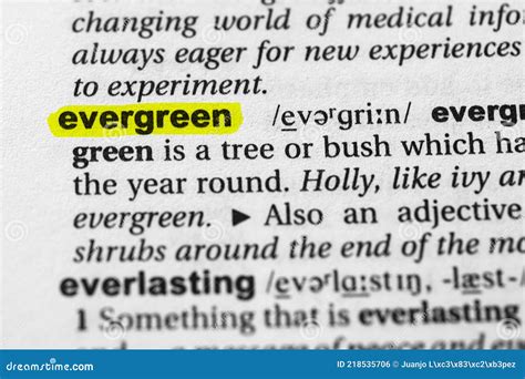 Highlighted Word Evergreen Concept and Meaning Stock Photo - Image of meaning, bush: 218535706